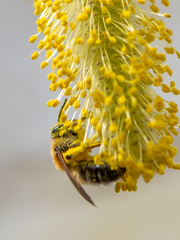 Andrena nitida