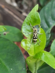 Chlorophorus signaticollis