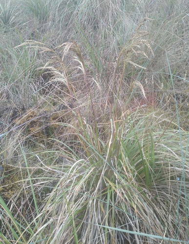Cortaderia bifida (Cortaderia bifida)