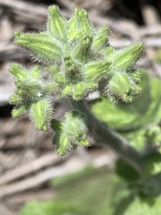 Nicotiana stocktonii