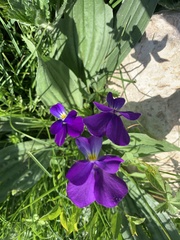 Viola calcarata