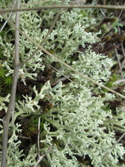 Cladonia caroliniana