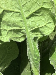Nicotiana stocktonii