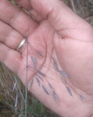 Festuca procera