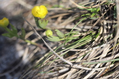Ranunculus hybridus