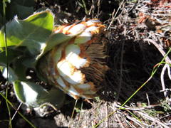 Protea holosericea