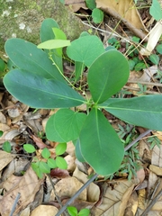 Angiospermae