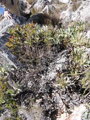 Protea holosericea