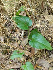Magnoliopsida