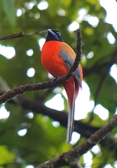 Harpactes duvaucelii