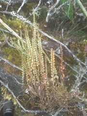 Melpomene moniliformis