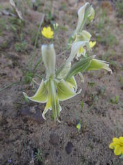 Gladiolus virescens