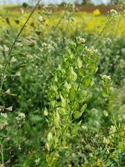 Thlaspi arvense