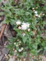 Ageratina glechonophylla