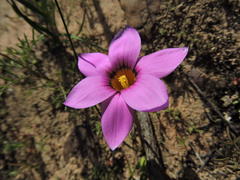 Romulea cruciata