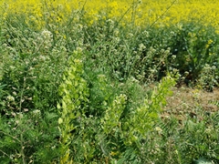 Thlaspi arvense