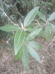 Gynoxys mandonii