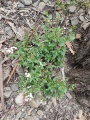 Ageratina glechonophylla