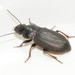 Harpalus punctatostriatus - Photo (c) Σάββας Ζαφειρίου (Savvas Zafeiriou), algunos derechos reservados (CC BY-NC), subido por Σάββας Ζαφειρίου (Savvas Zafeiriou)