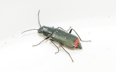 Clanoptilus spinipennis