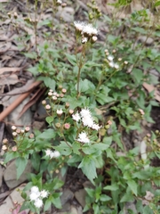 Ageratina glechonophylla