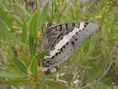 Charaxes pelias