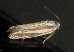 Eucosma striatana