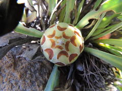 Protea laevis