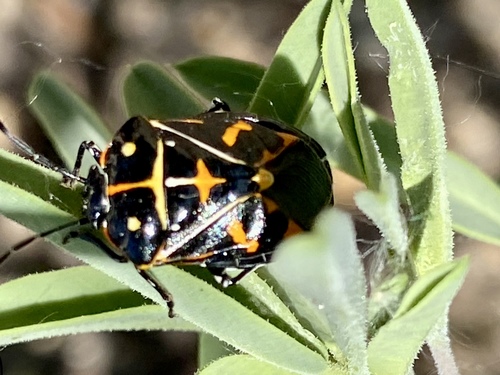 iNaturalist observation photo of Harlequin Bug