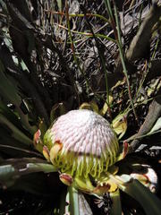 Protea laevis