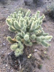 Cylindropuntia bigelovii