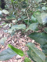 Magnoliopsida