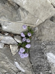 Globularia incanescens