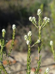Phylica purpurea pearsonii