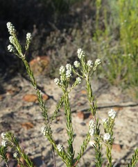 Phylica purpurea pearsonii