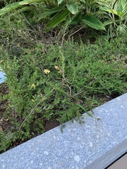 Phyllanthus myrtifolius