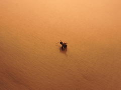 Anoplolepis steingroeveri