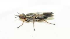 Dorycera maculipennis