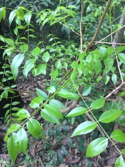 Magnoliopsida