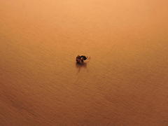 Anoplolepis steingroeveri