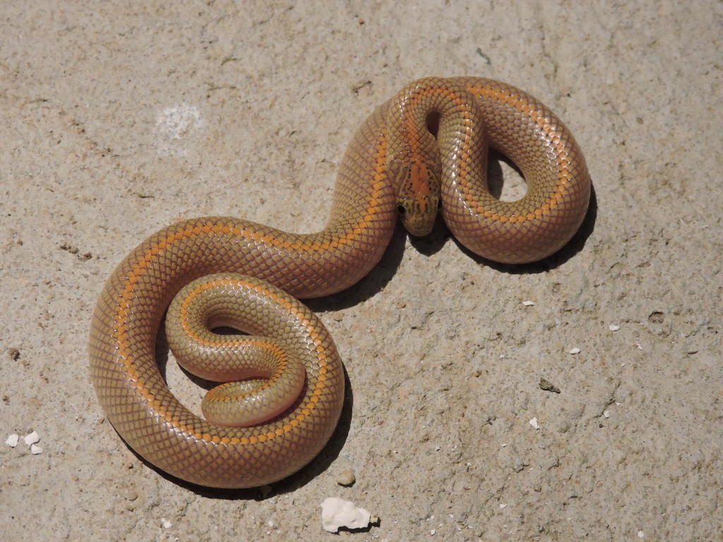 Aurora House Snake from Fonteinberg on August 26, 2015 by Johann van ...