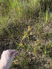 Rhynchospora microcarpa