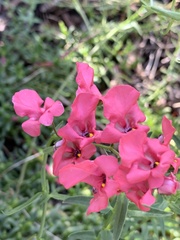 Diascia integerrima