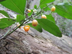 Maytenus acuminata acuminata