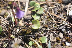 Soldanella austriaca