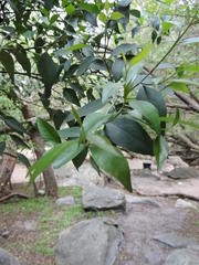 Maytenus acuminata acuminata