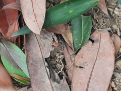 Pseudogagrella splendens