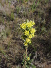 Leucadendron corymbosum