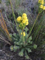 Leucadendron corymbosum