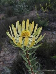 Leucadendron chamelaea